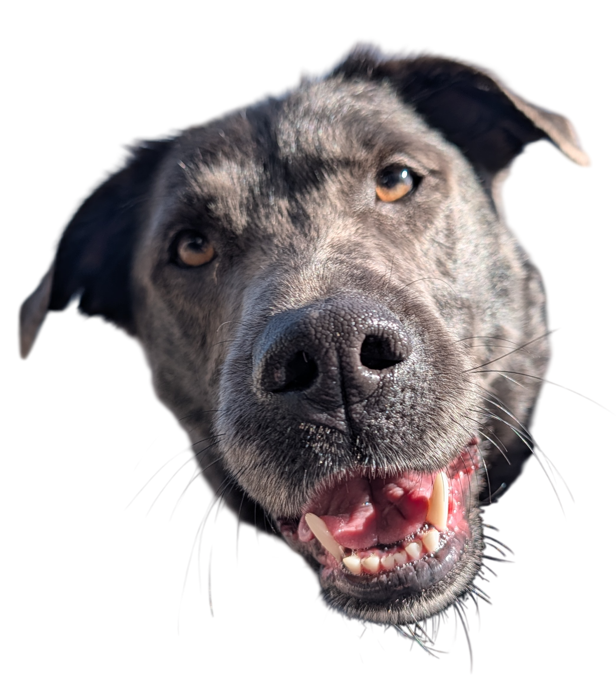 Rick Barker Dog Park Improvement Project